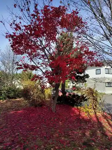 美瑛神社の自然