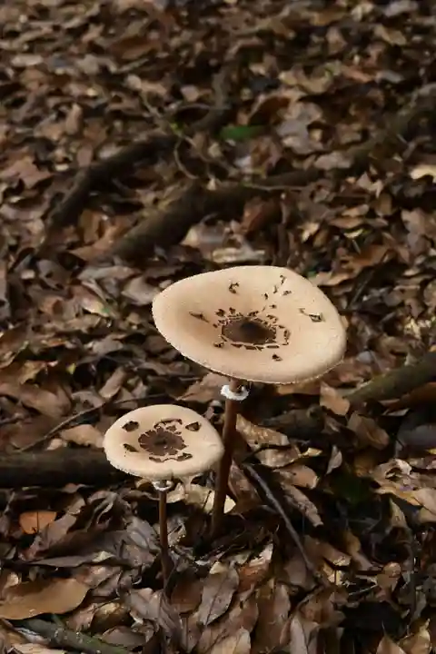 大元神社(宇佐神宮奥宮)(大分県)