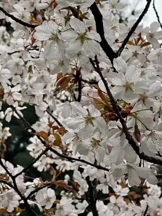 御香宮神社の自然