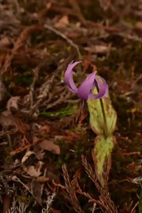 身延山奥之院思親閣(山梨県)