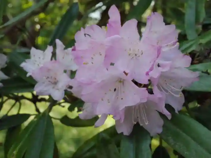 志波彦神社・鹽竈神社の自然