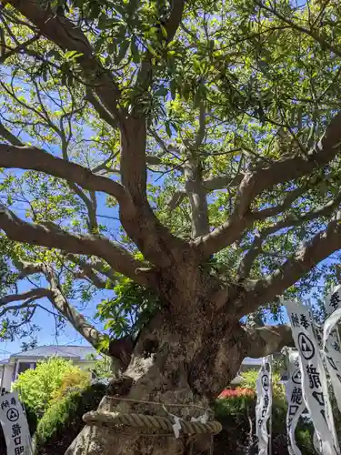 龍口明神社の自然