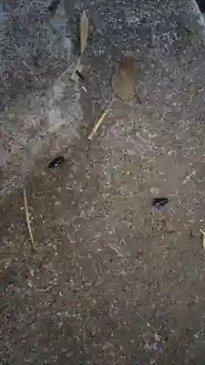 鹿島神社の動物