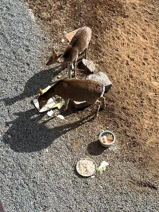 三峯神社(埼玉県)