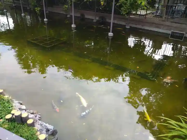 川崎大師(平間寺)の動物