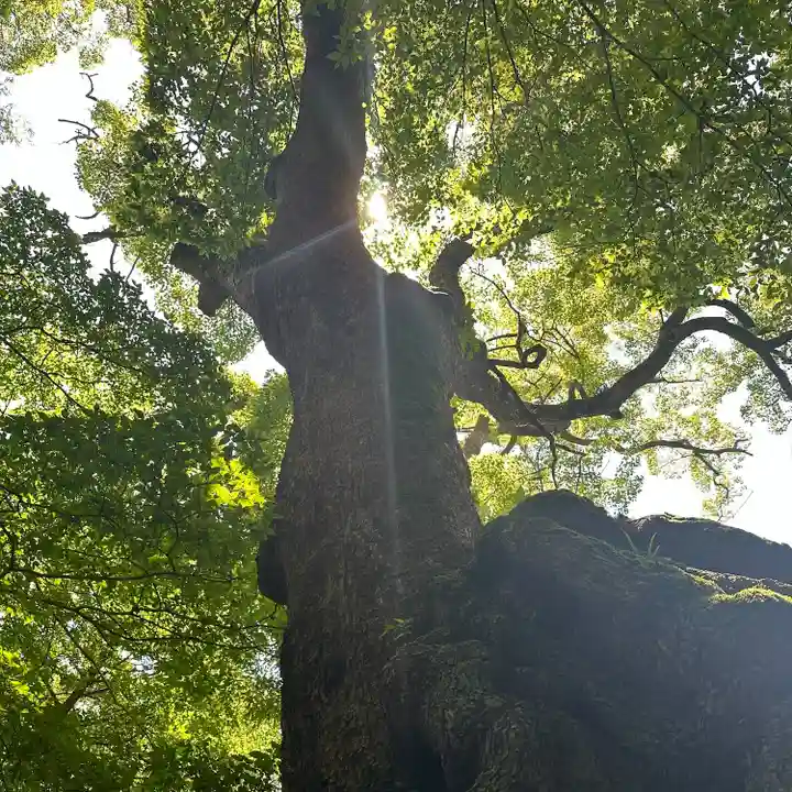 來宮神社(静岡県)