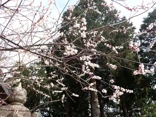 冨士御室浅間神社(山梨県)