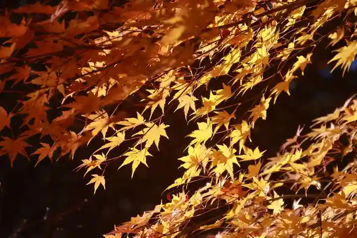 滑川神社 - 仕事と子どもの守り神の自然