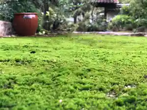 木舟山 順教寺の自然(2021年08月23日(月) 12時16分44秒投稿)