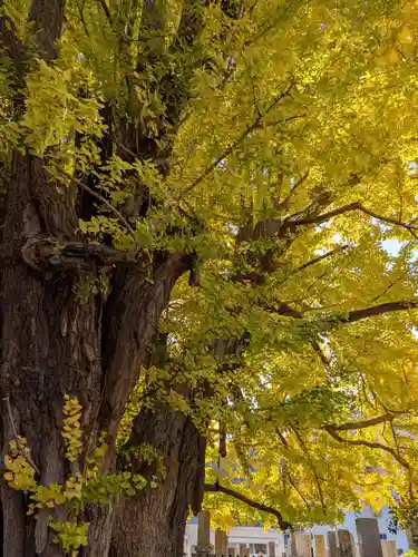 善福寺(東京都)