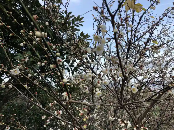 鷲尾愛宕神社の自然