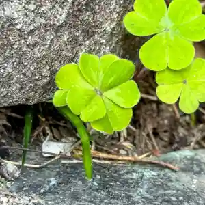伊勢の国 四天王寺(三重県)(2025年11月17日(月) 14時23分11秒投稿)