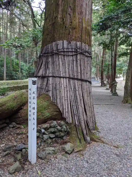 八幡神社(武芸八幡宮)の自然
