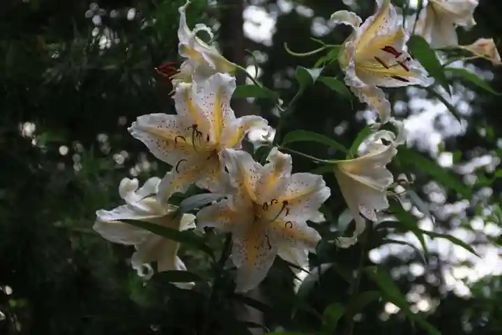 阿久津「田村神社」(郡山市阿久津町)旧社名:伊豆箱根三嶋三社の庭園