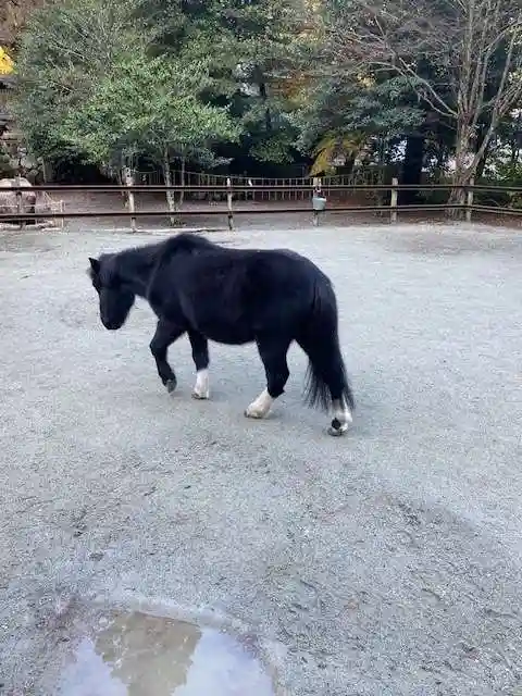 丹生川上神社(下社)(奈良県)