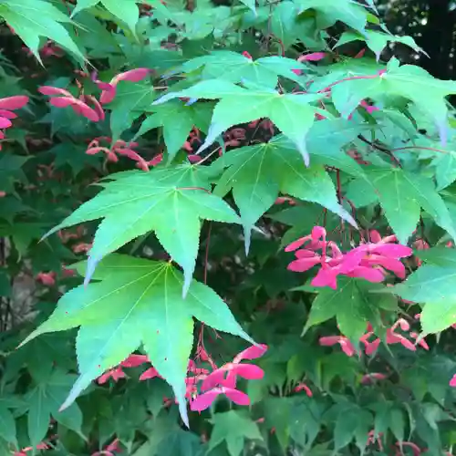 公智神社(兵庫県)
