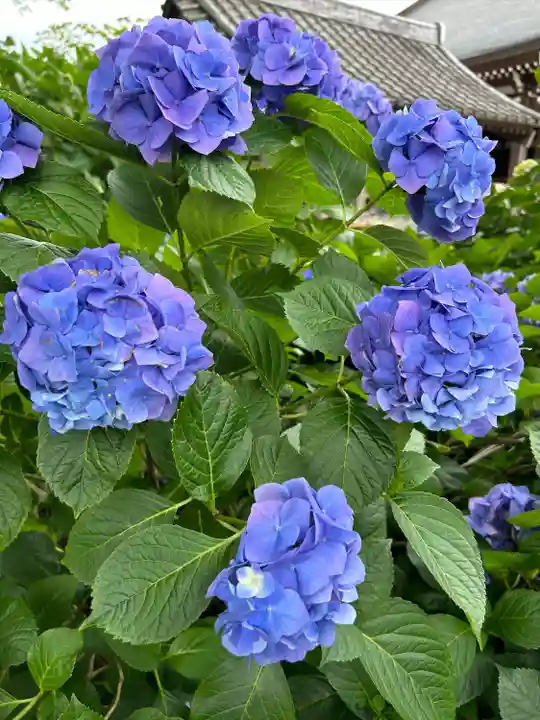 能護寺(埼玉県)