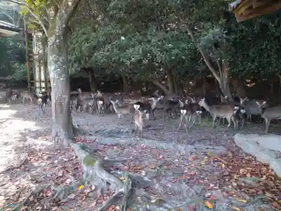 杉之浦神社の動物