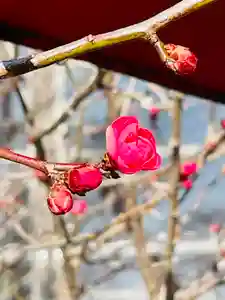 仙台八坂神社(宮城県)(2025年02月23日(日) 12時40分48秒投稿)
