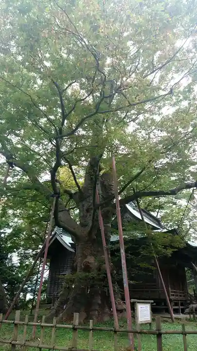 稲荷神社の自然