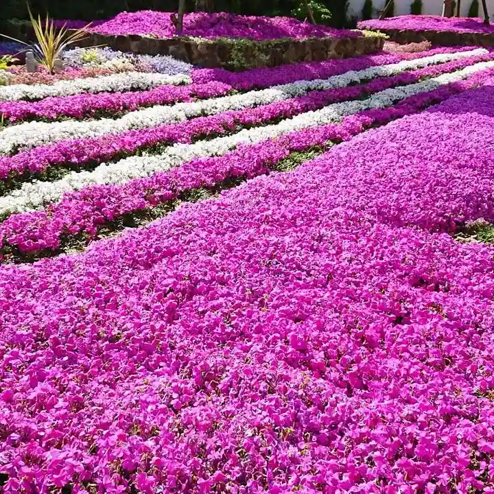 寿量山 速成寺の自然