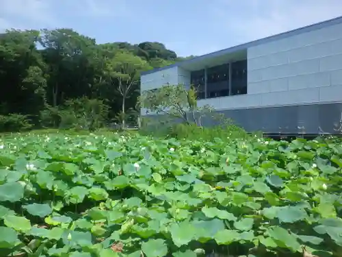 鶴岡八幡宮の自然