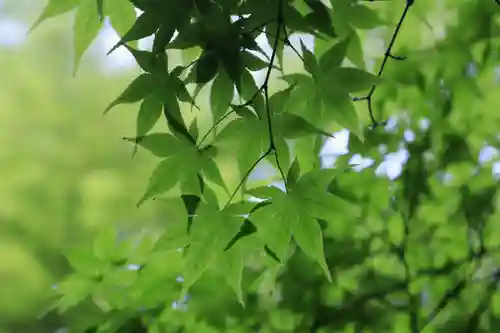 今熊野観音寺(京都府)
