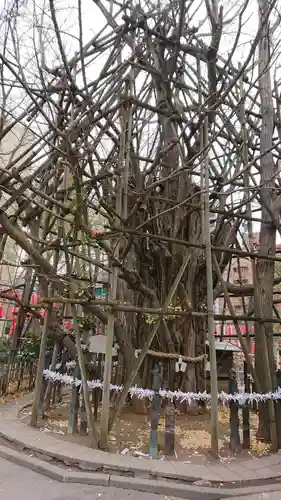 稲毛神社の自然