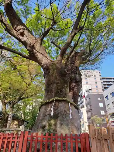 大國魂神社(東京都)