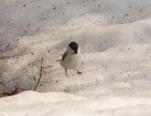 留辺蘂神社の動物
