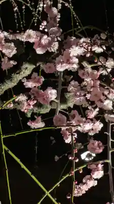 東寺（教王護国寺）(京都府)