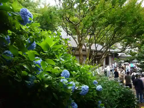 明月院の本殿・本堂