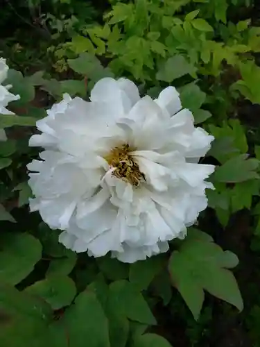 東長谷寺　薬王院の自然