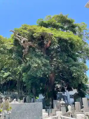 真福寺(神奈川県)