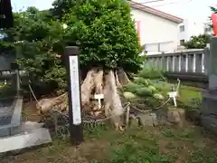 有鹿神社の自然