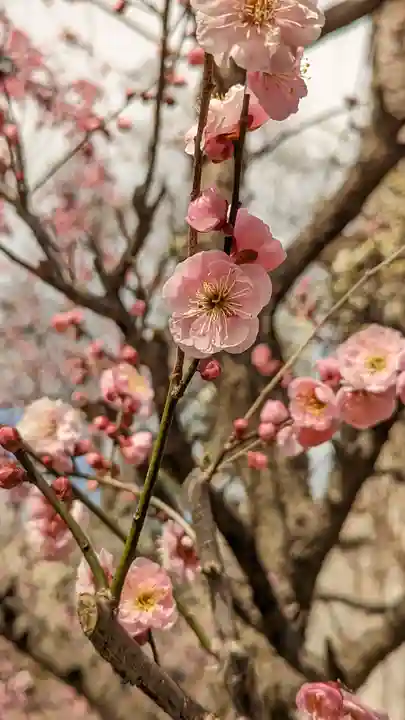 北野天満宮(京都府)