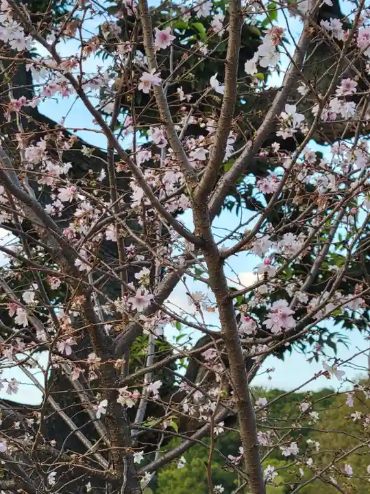 寛永寺不忍池弁天堂の自然
