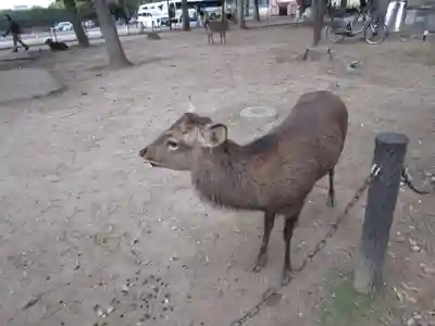 東大寺(奈良県)