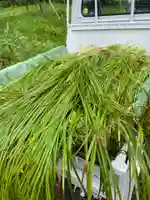 鏑八幡神社(岩手県)
