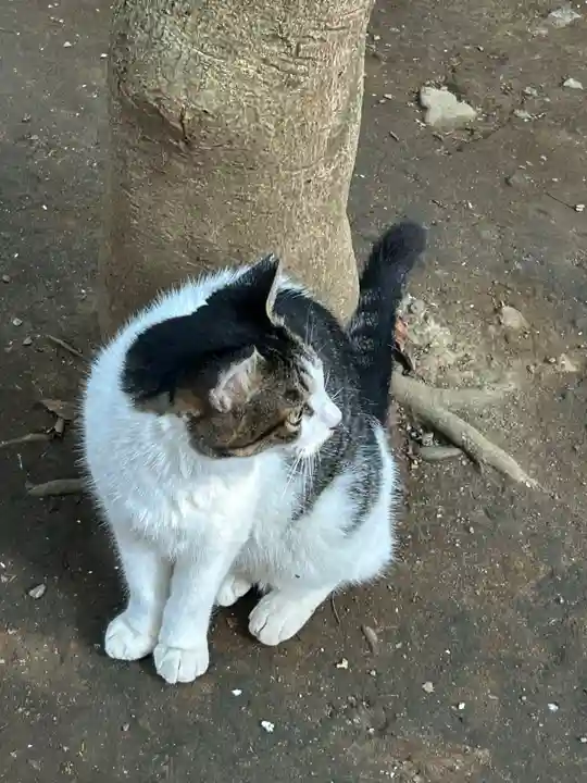 代々木八幡宮の動物