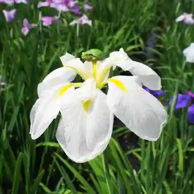 本土寺(千葉県)