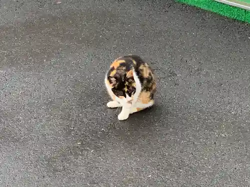 寺岡山元三大師の動物