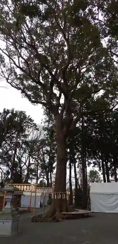 星川杉山神社の自然