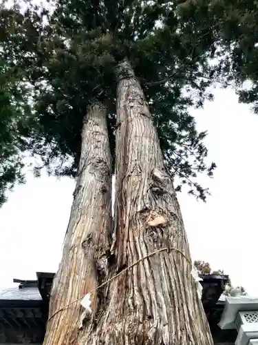 高司神社〜むすびの神の鎮まる社〜の自然