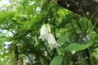 三春大神宮の自然