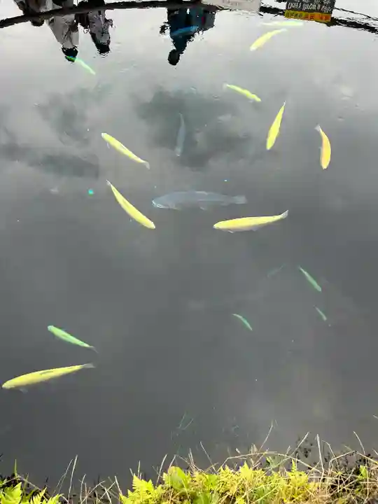 淺間神社(忍野八海)の自然