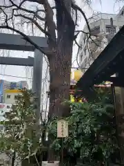 波除神社（波除稲荷神社）の自然