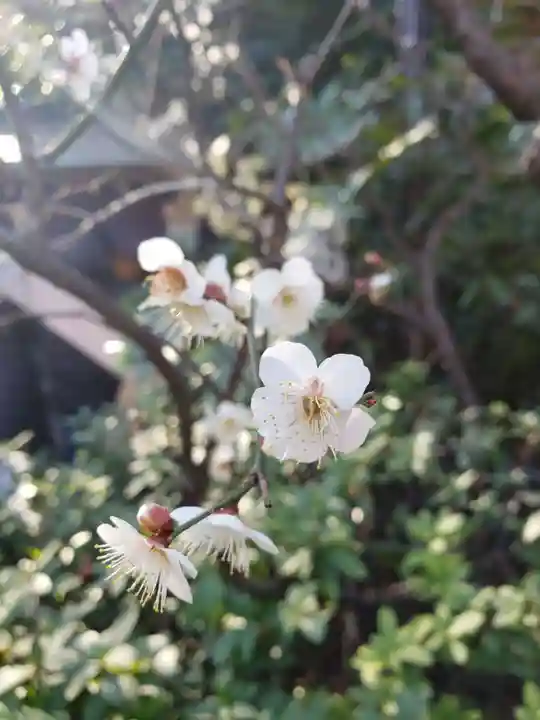 阿佐ヶ谷神明宮(東京都)