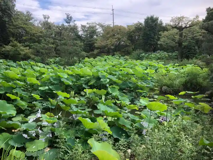 法金剛院の自然