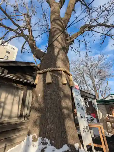 札幌諏訪神社の自然